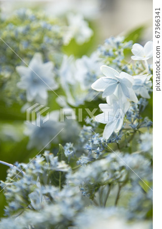 hydrangea hydrangea 67366341