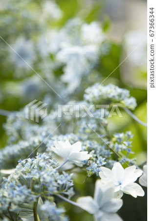 繡球 繡球 67366344