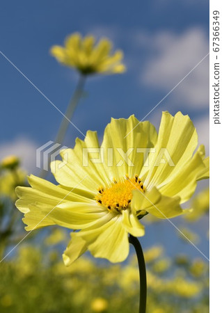 Yellow cosmos blooming against the blue sky 67366349