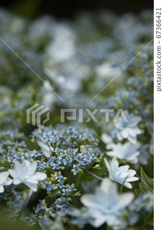hydrangea hydrangea 67366421