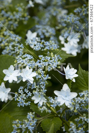 hydrangea hydrangea 67366422