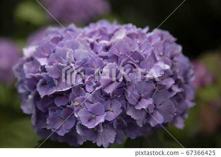 繡球花繡球花 67366425