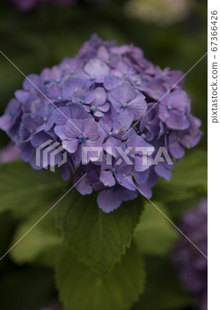 繡球花繡球花 67366426