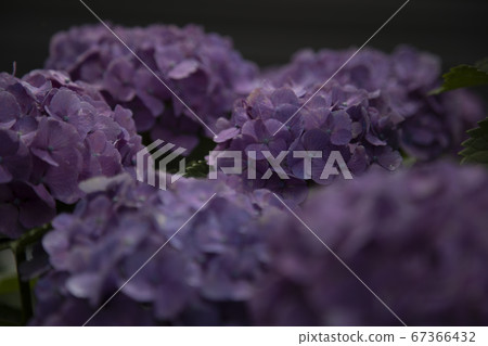 繡球花繡球花 繡球花繡球花 67366432