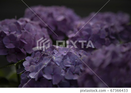 繡球花繡球花 繡球花繡球花 67366433