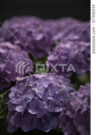 Hydrangea in hydrangea 67366434