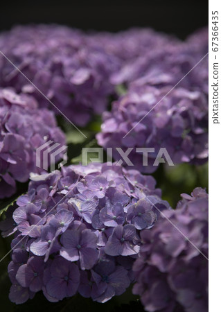 Hydrangea in hydrangea Hydrangea in hydrangea 67366435