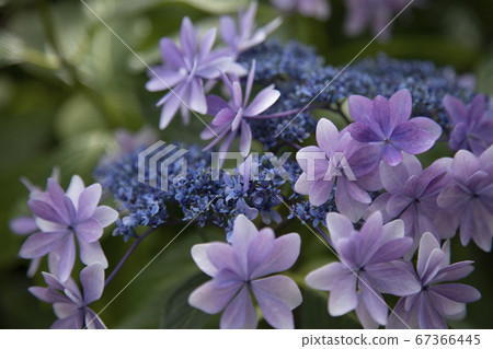 hydrangea hydrangea 67366445