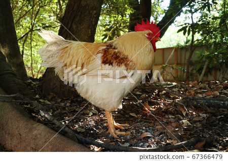 Atsuta Shrine in Nagoya City, Aichi Prefecture 67366479