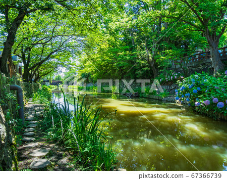 Omihachiman Hachimanborei 67366739