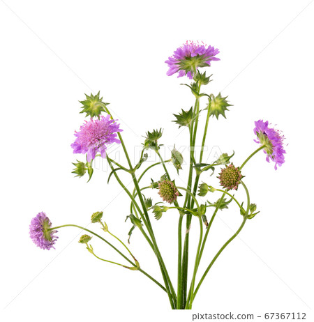 Field Scabious Flower isolated on white Field Scabious Flower isolated on white 67367112