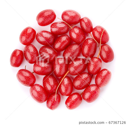 Elaeagnus multiflora isolated on white background. 67367126