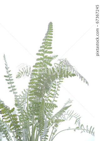 Achillea Clipeolata 67367245
