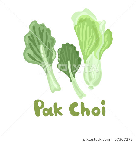 Pak Choi stock image. Stem Bok Chay. Chinese Cabbage. Vector illustration of a fresh pak choi isolated on a white background. Great for environmental articles, web design, dietary recommendations. 67367273