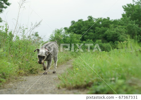 Photo material dog 67367331