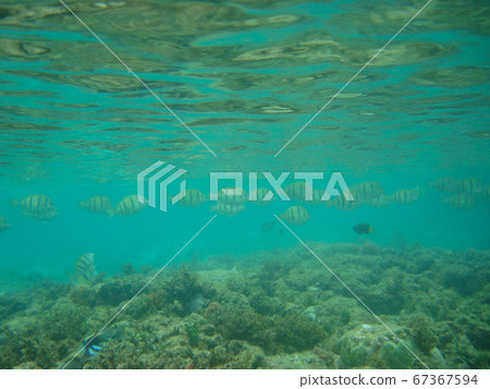 Tropical resort coral reef and tropical fish Amami sea Tropical resort coral reef and tropical fish Amami sea 67367594