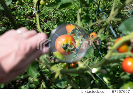 用放大鏡觀察番茄開始變紅 67367607