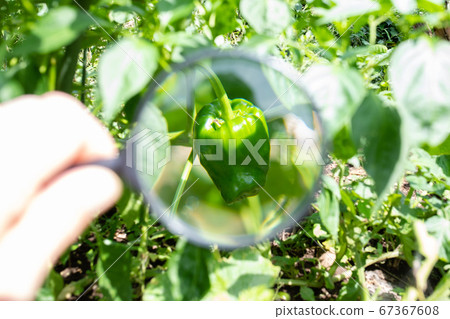 用放大鏡觀察青椒 67367608