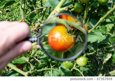 用放大鏡觀察番茄開始變紅 67367609