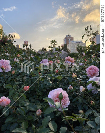 Rose and blue sky at sunset Rose and blue sky at sunset 67367753