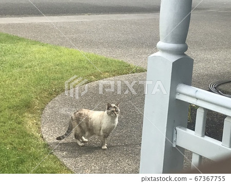 Cat stopping in front of the entrance Cat stopping in front of the entrance 67367755