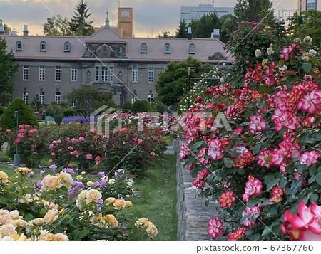札幌市博物館的玫瑰園盛開 札幌市博物館的玫瑰園盛開 67367760