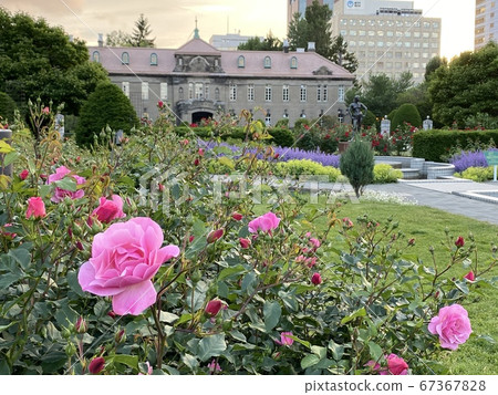 Rose garden at Sapporo city museum 67367828