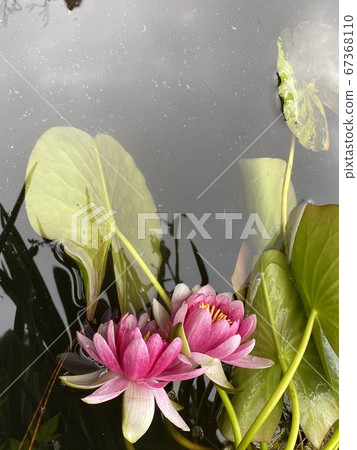 水蓮花在池塘里 水蓮花在池塘里 67368110