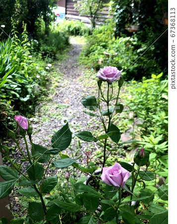 Landscape with a small path of roses Landscape with a small path of roses 67368113