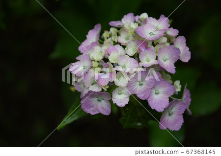 繡球花6 繡球花6 67368145