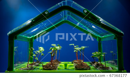 Green  plants growing in greenhouse 67368177