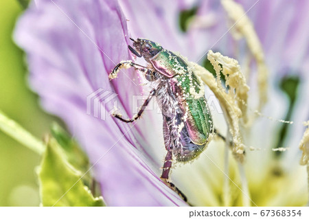 Hilza woodcutter shining covered with pollen 67368354