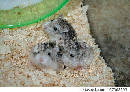 Hamster family members 67368505
