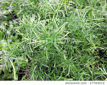 Asparagus splengery Asparagus splengery 67368618