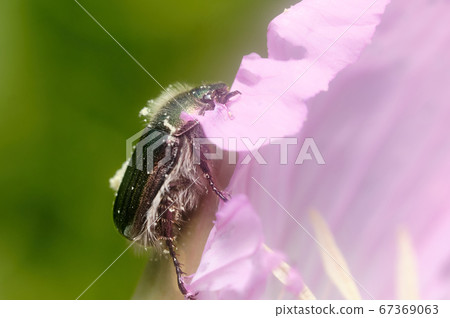 覆蓋著Hilza c夫的花粉 67369063