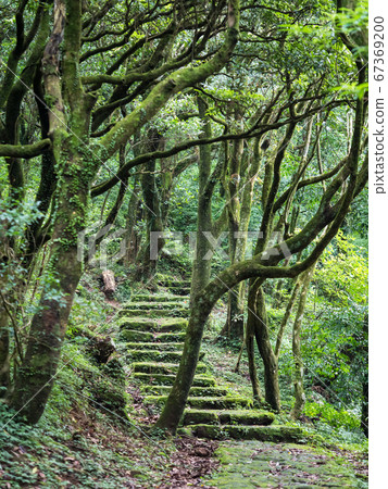 Stone Step Trail In Woods 67369200