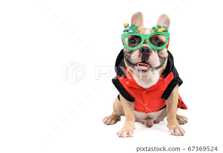 cute french bulldog  wear  fancy glasses and sit 67369524