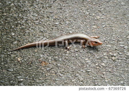 一隻蜥蜴 67369726