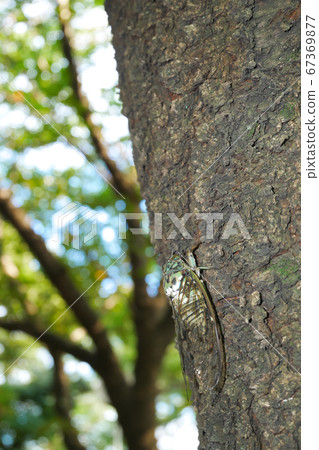 Minmin cicada seen in a summer park ~ 3:2 version 67369877