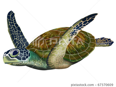 Sea turtle 67370609