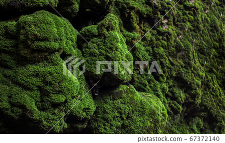green moss on stone at rain forest green moss on stone at rain forest 67372140