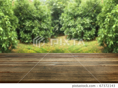 fresh guava on basket from field serve on wood fresh guava on basket from field serve on wood 67372143