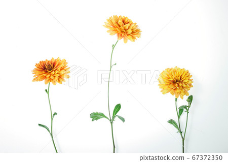 Flowers composition from chrysanthemum flowers Flowers composition from chrysanthemum flowers 67372350