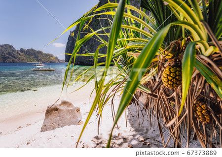 El Nido, Palawan, Philippines. Tropical sandy paradise beach with exotic foliage plants. Blue lagoon surrounds by karst limestone rocky mountains 67373889
