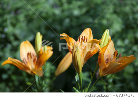 image of flower summer garden  67374173