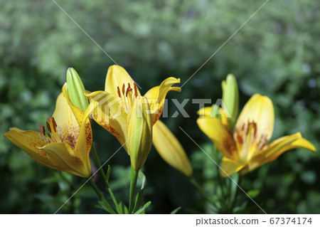 image of flower summer garden  67374174
