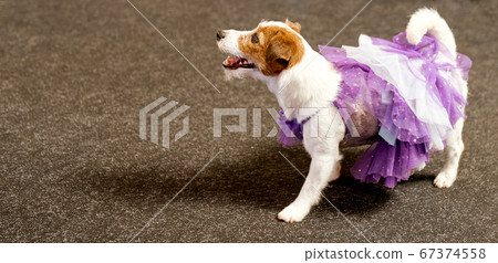 Funny dog looking with interest and wearing a purple dress Funny dog looking with interest and wearing a purple dress 67374558