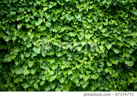 Wall in the hedera helix ivy plant 67374772