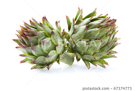 Wild artichoke in closeup on white background 67374773