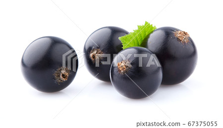 Black currant fruit with leaf isolated on white 67375055
